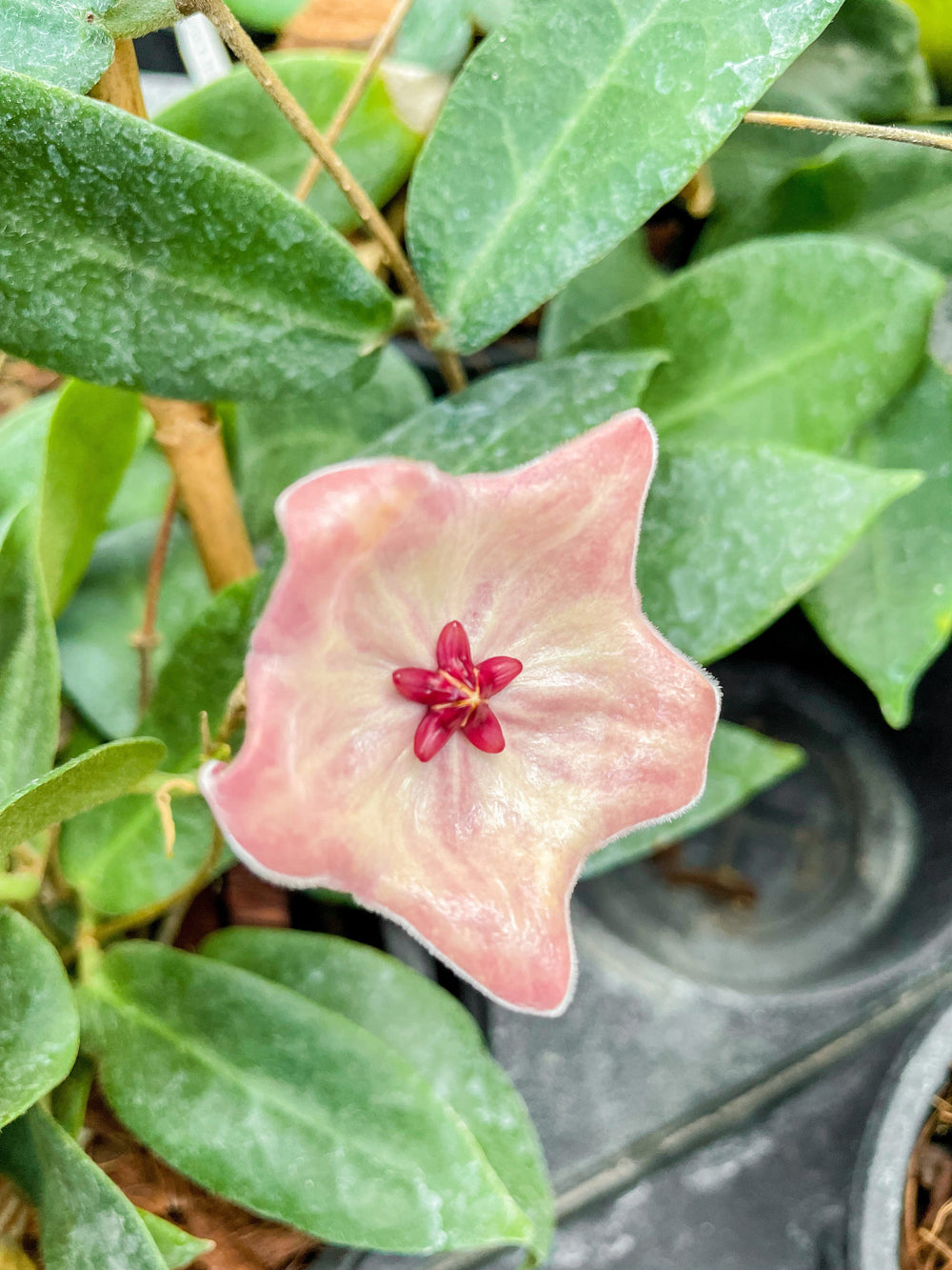 Hoya patella (pink)