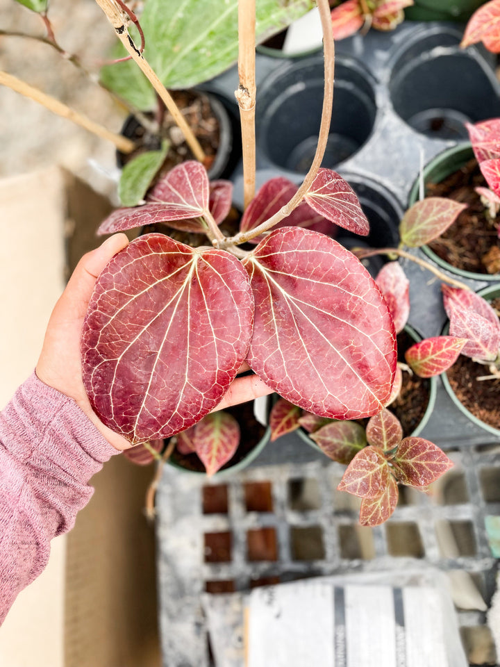 Hoya sp. PNG sv 432