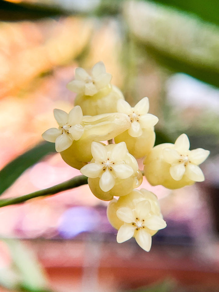 Hoya sp. (Sabah, GPS7950)