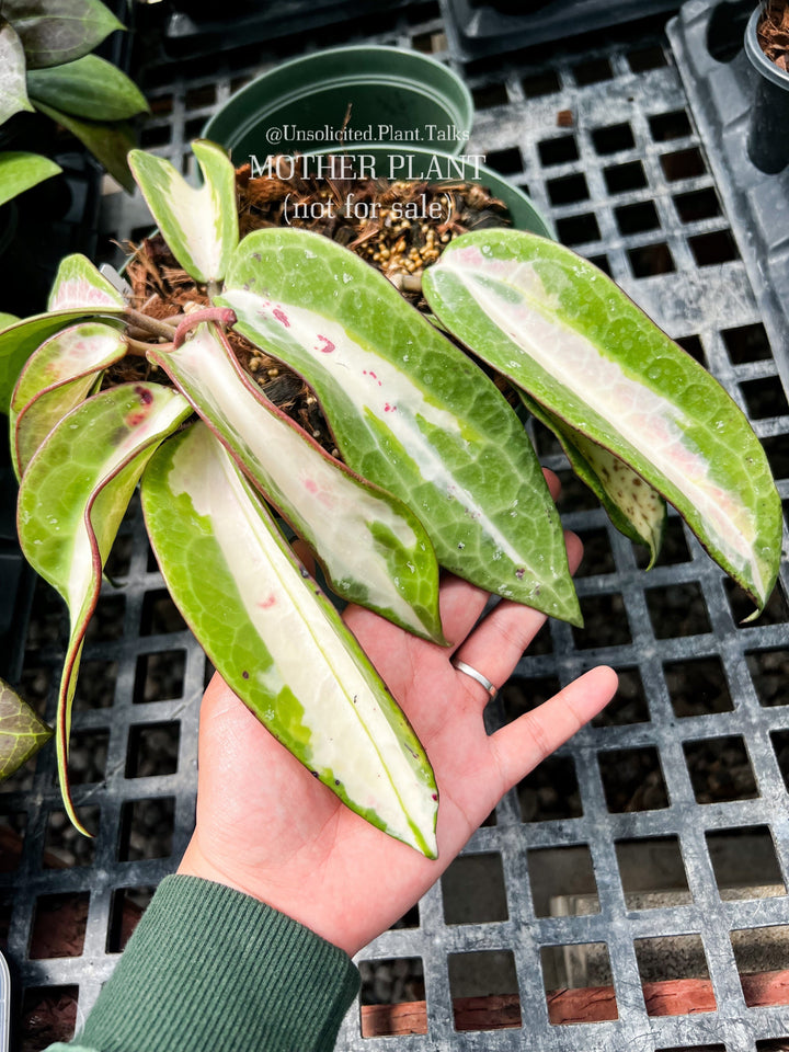 Hoya latifolia ‘Queensy’