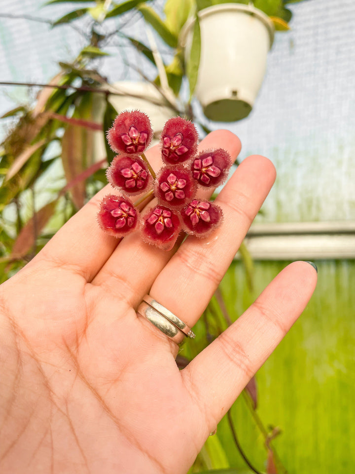 Hoya sulawesiana