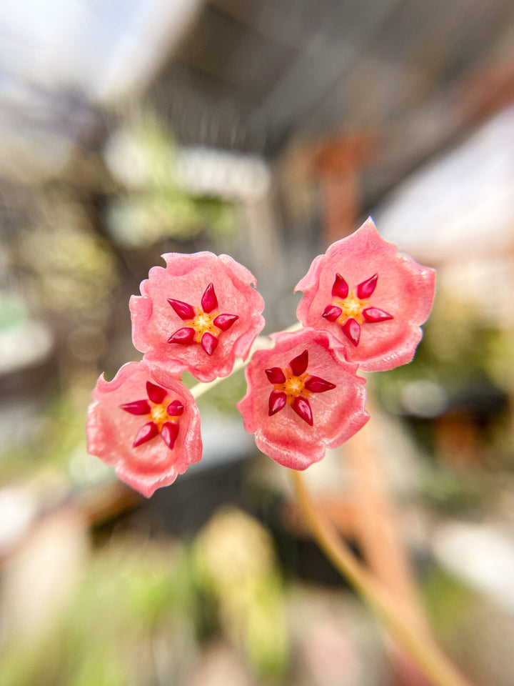 LARGE Hoya Siariae (red)