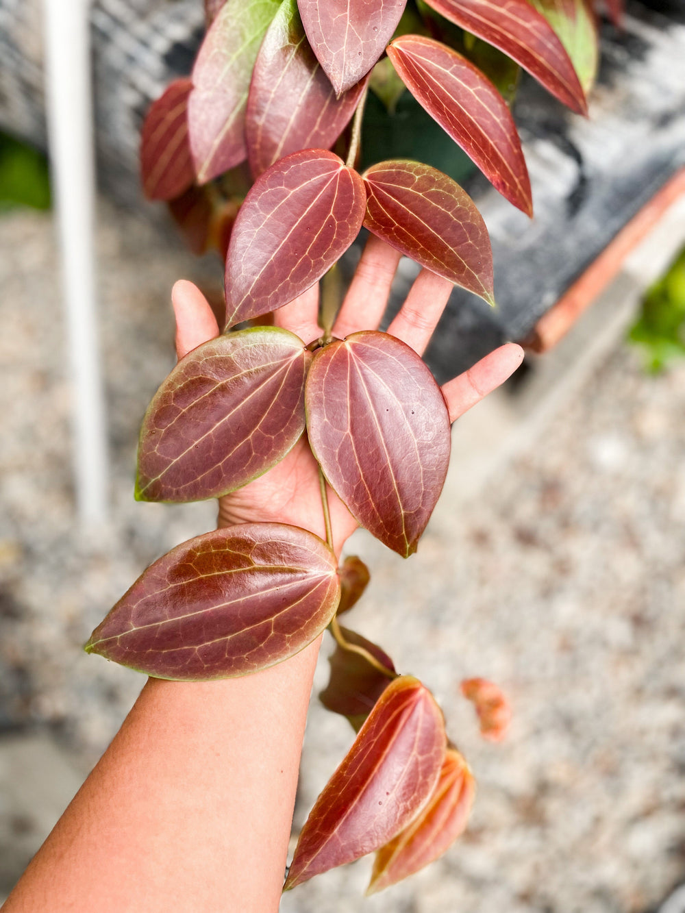 Hoya 'Russell'