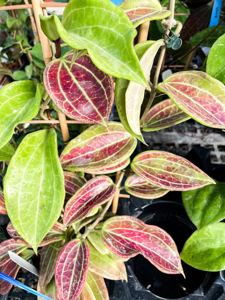 Trellised Hoya Merrillii