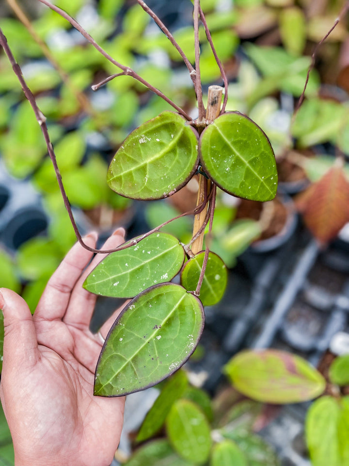 Hoya EPC-301 (black leaves)