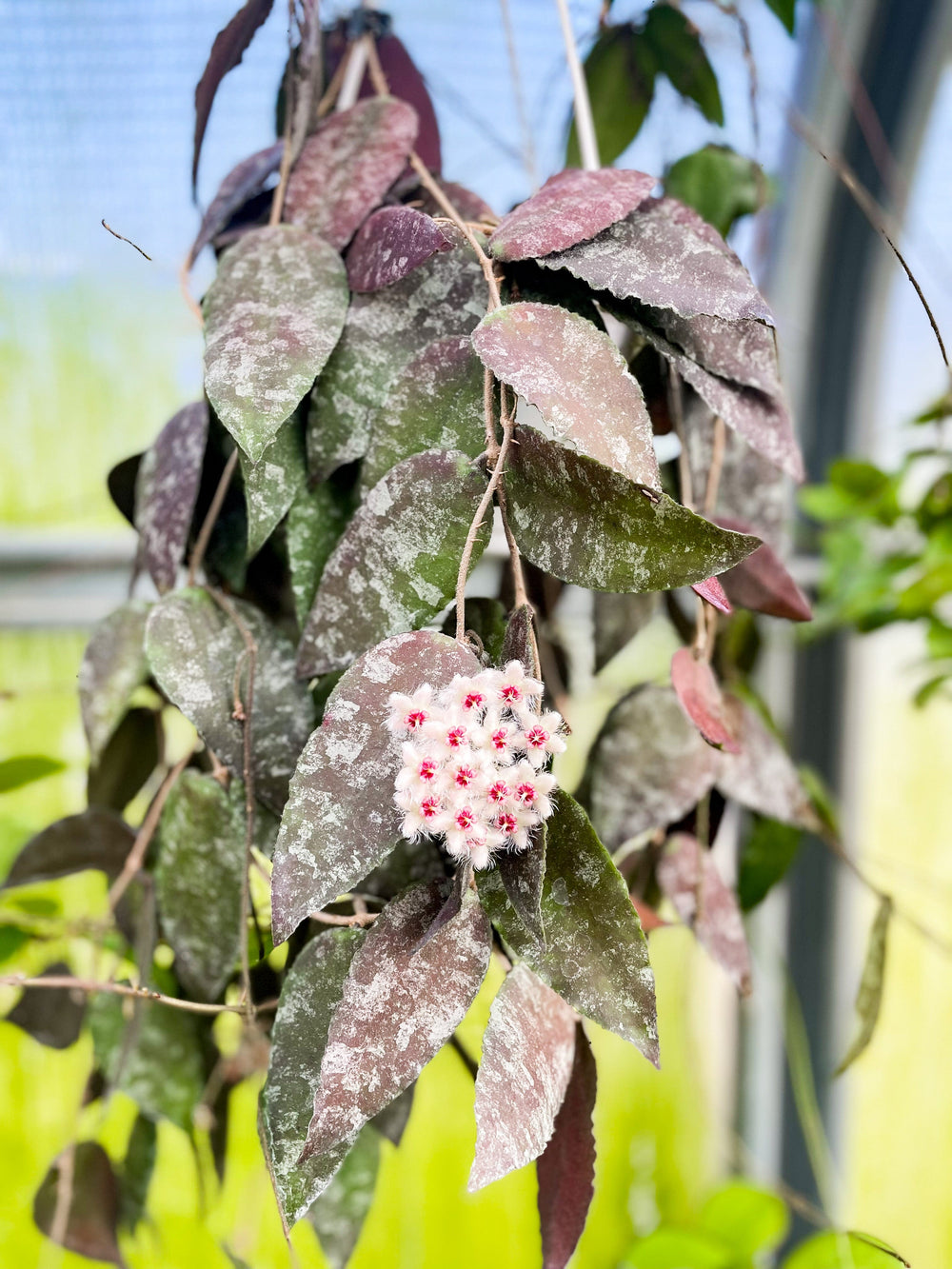 Hoya Caudata (Sumatra)