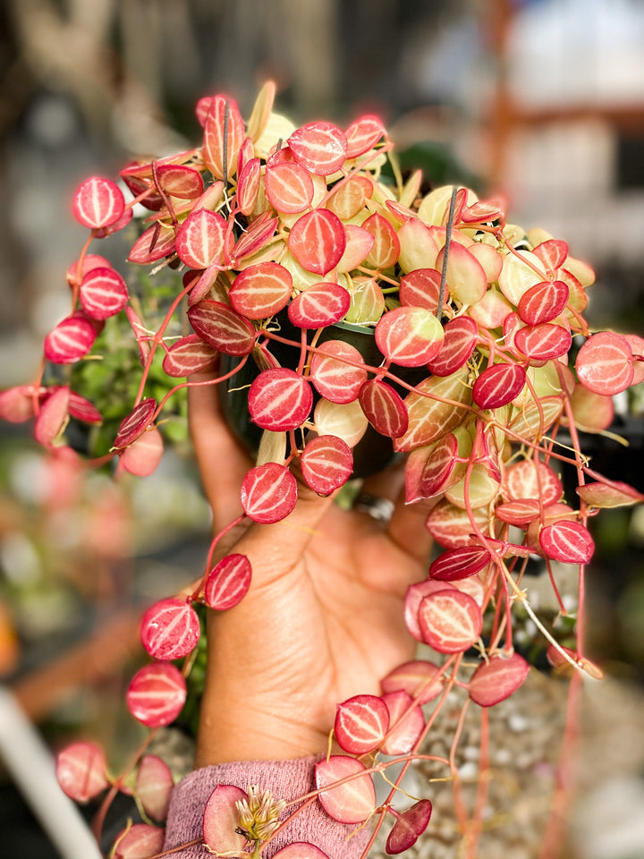 Dischidia ovata (Watermelon Dischidia)