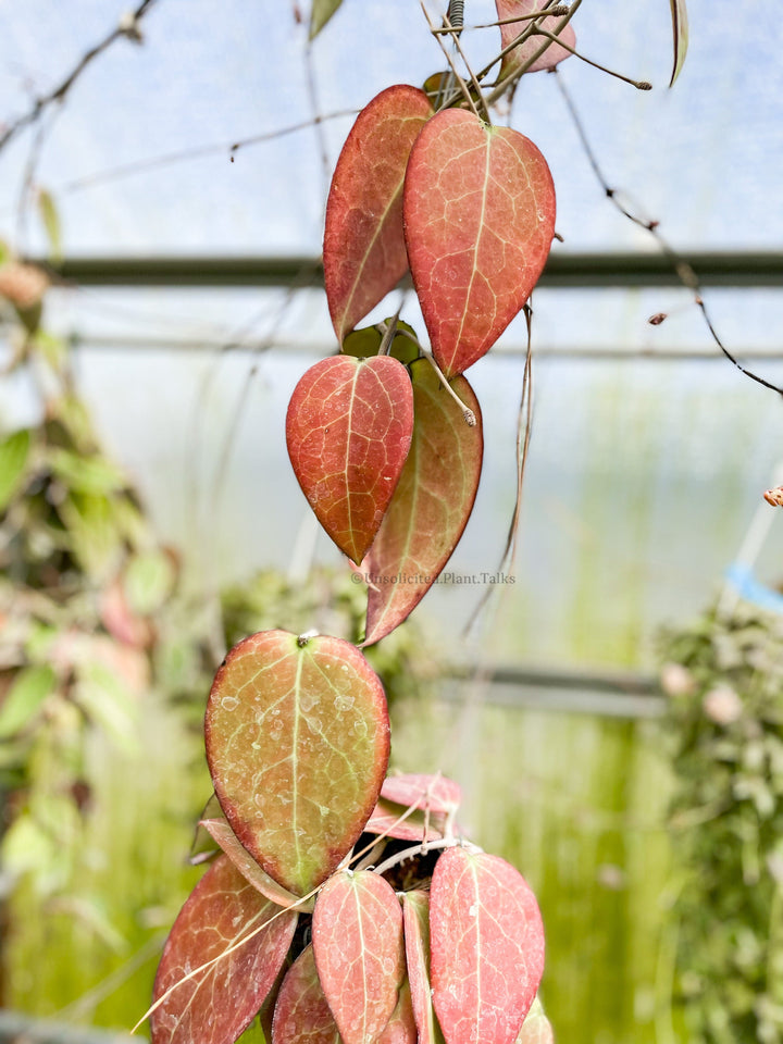 Hoya vittelina (fuscomarginata)