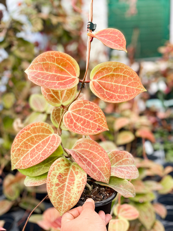 Hoya surigaoensis