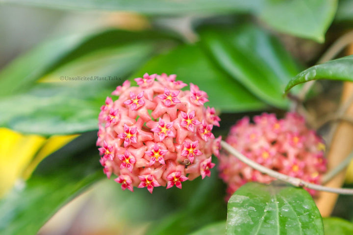 Trellised Hoya NR02 (ilagiorum hybrid)