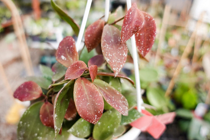 Hoya walliniana (UT-152)