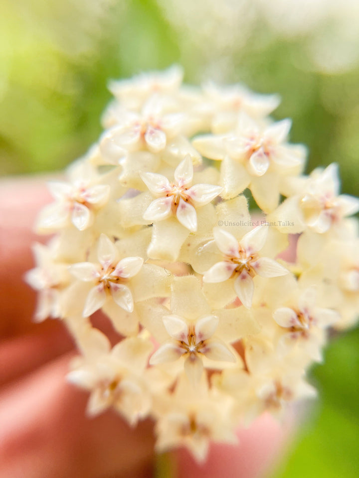 Hoya ‘Maliksi’ (UPT001)