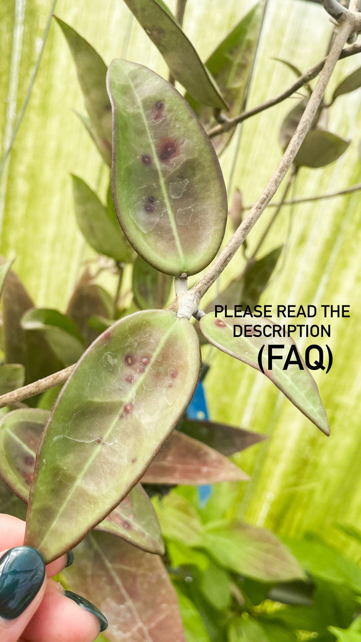 Hoya acuta (Red Leaves)