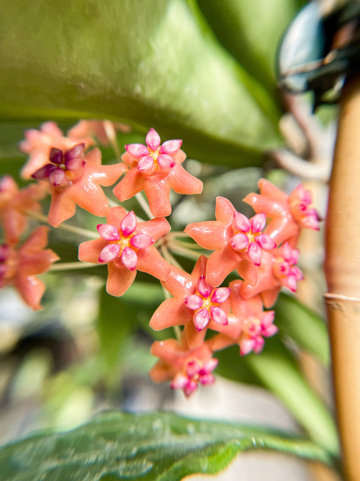 TRELLISED Hoya GPS 9076 (from Palawan)