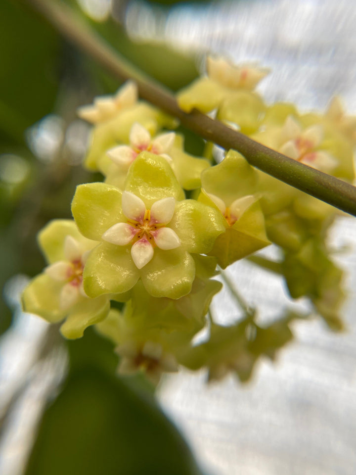 Trellised Hoya &