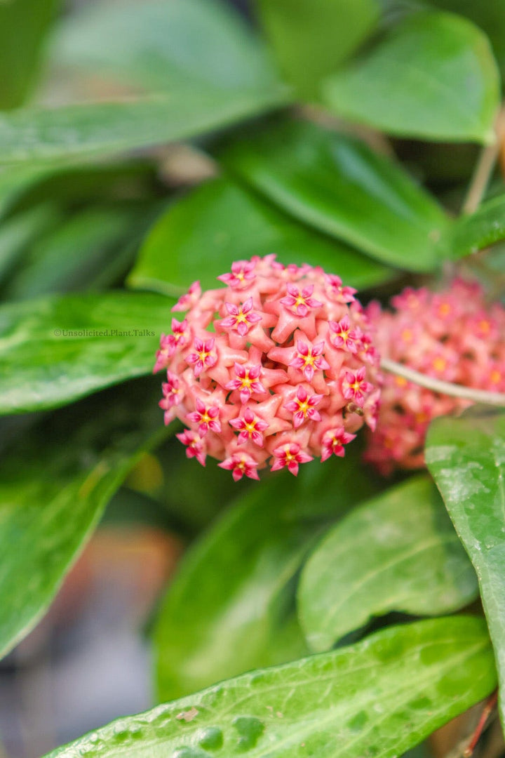 Trellised Hoya NR02 (ilagiorum hybrid)