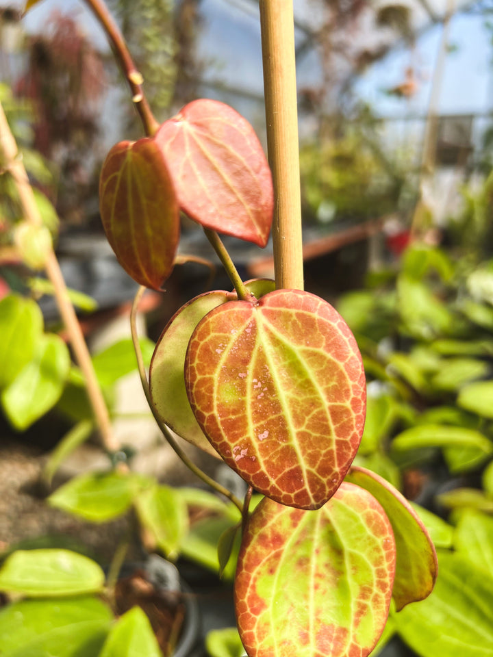 Trellised Hoya &