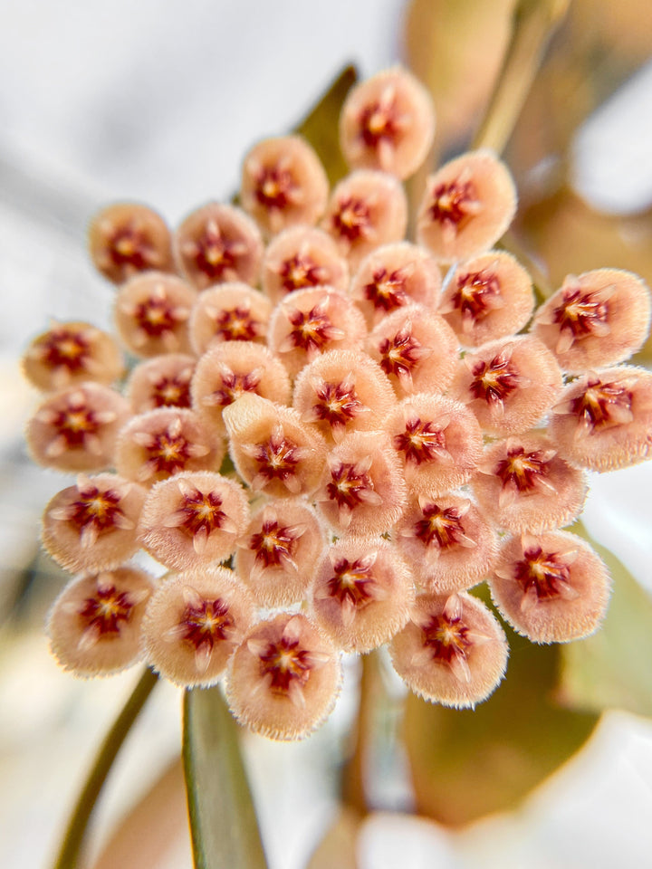 Hoya walliniana (UT-152)